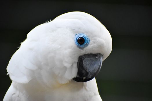 Detailed close-up of a white cockatoo showcasing its vibrant blue eye ring. Captured outdoors in Singapore.