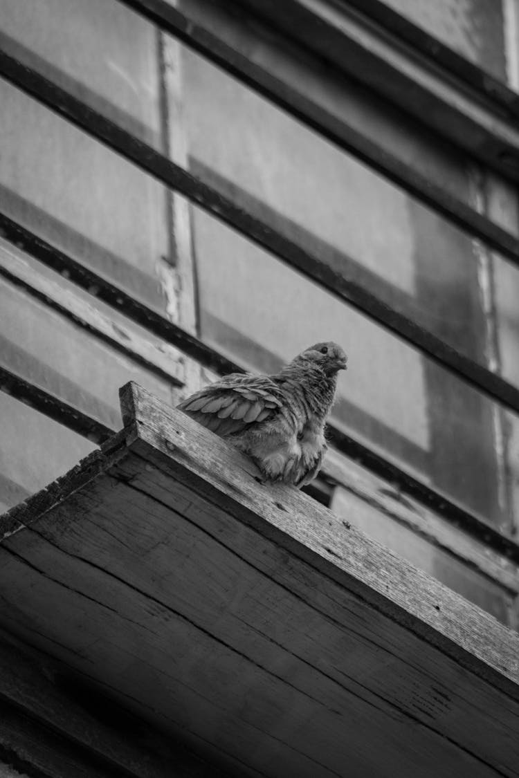 Black And White Photo Of A Dove