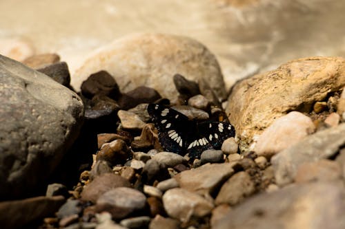 Kostenloses Stock Foto zu felsen, insekt, nahansicht