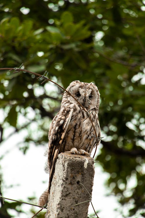Owl Perched near a Barbed Wire