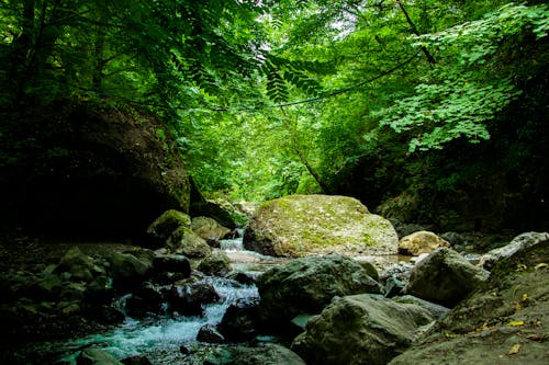 Free Moss on Stones by the Stream in Forest  Stock Photo