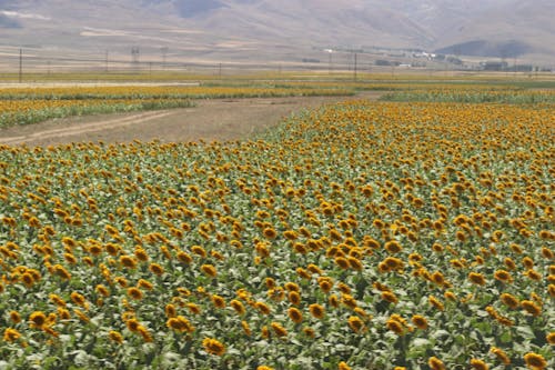 Free stock photo of field of flowers, field trip, sunflower