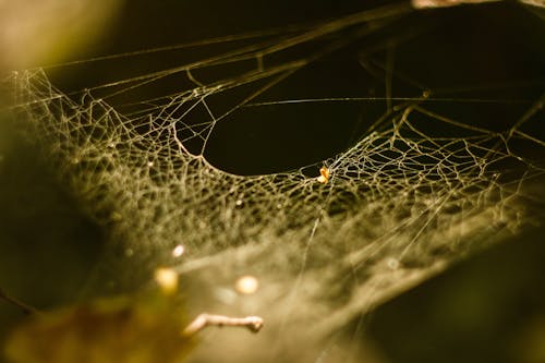 Free Black and Yellow Spider on Web in Close Up Photography Stock Photo