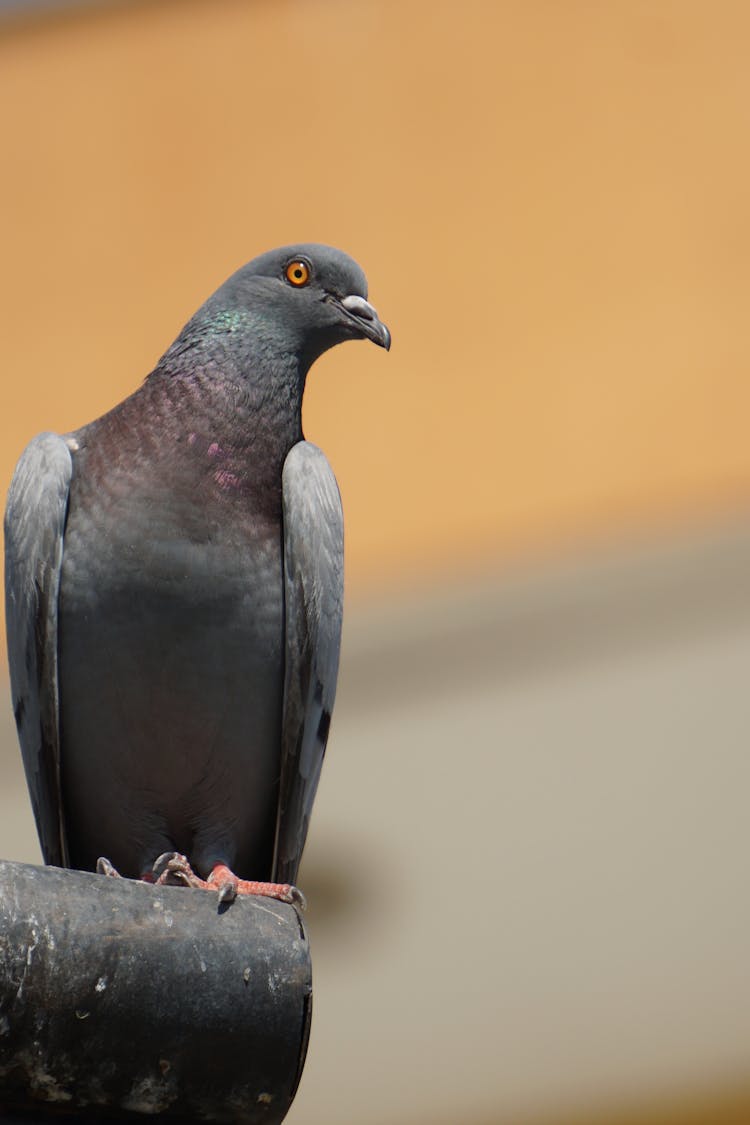 Pigeons Of Alanya