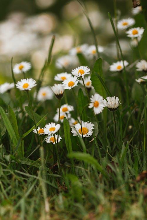 微妙, 植物群, 白色雛菊 的 免費圖庫相片