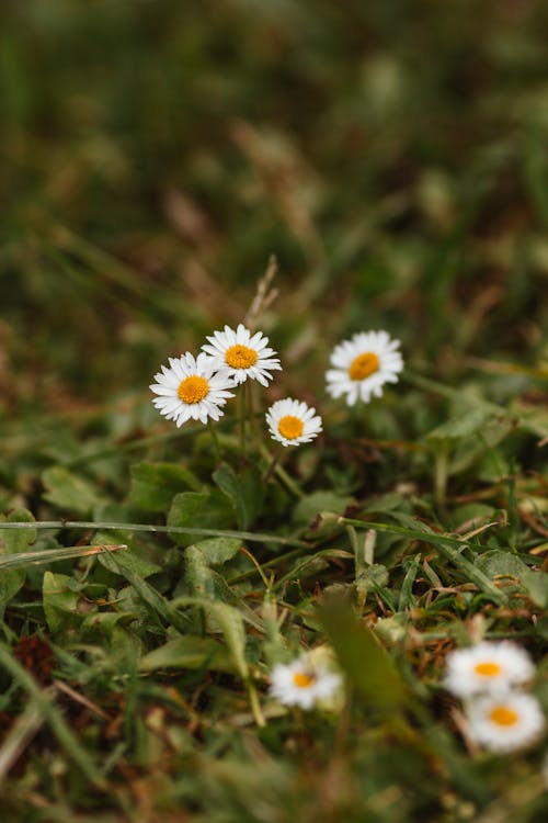 คลังภาพถ่ายฟรี ของ กำลังบาน, ดอกเดซี่สีขาว, ดอกไม้สีขาว