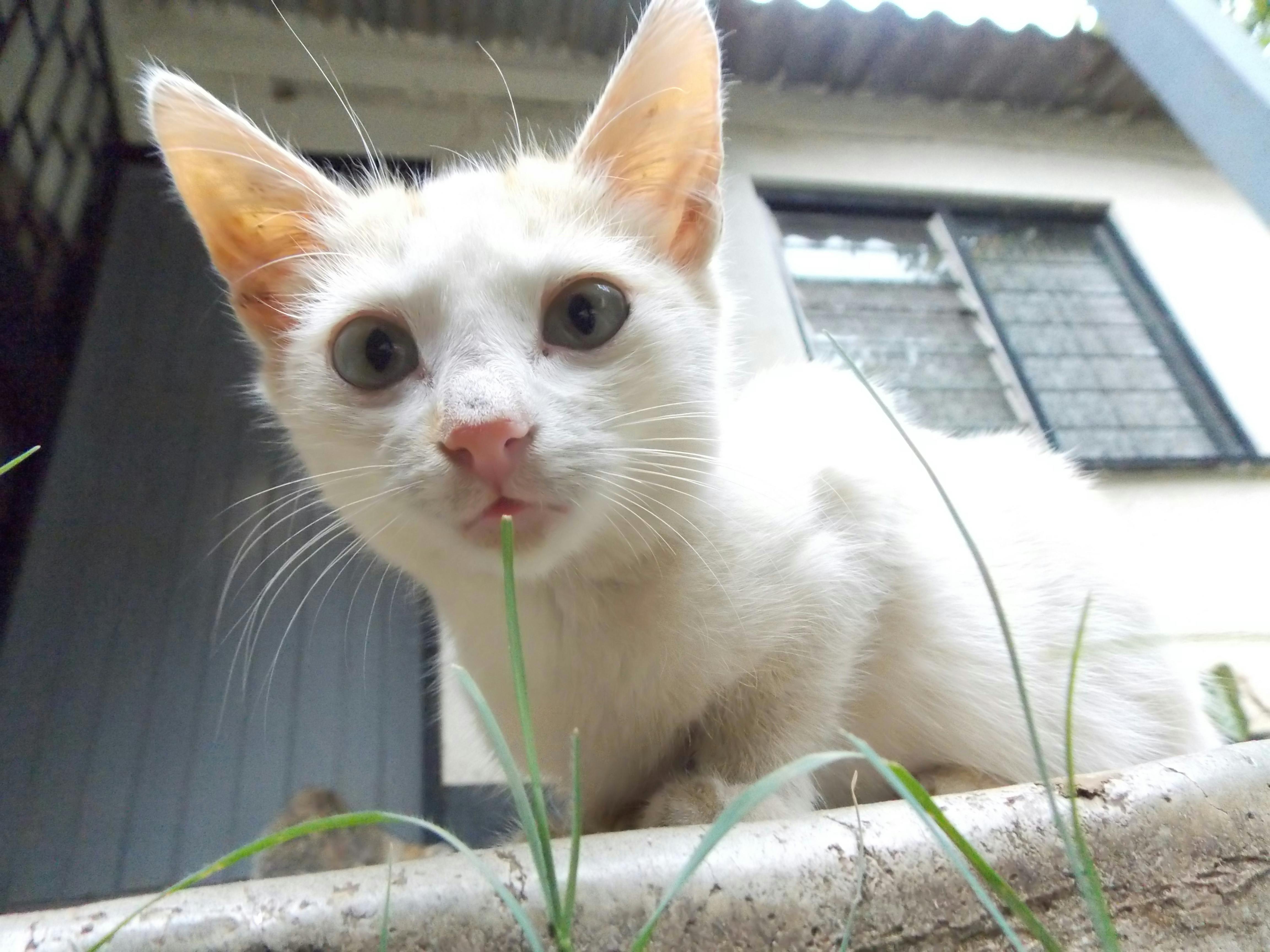 かわいい子猫の無料の写真素材