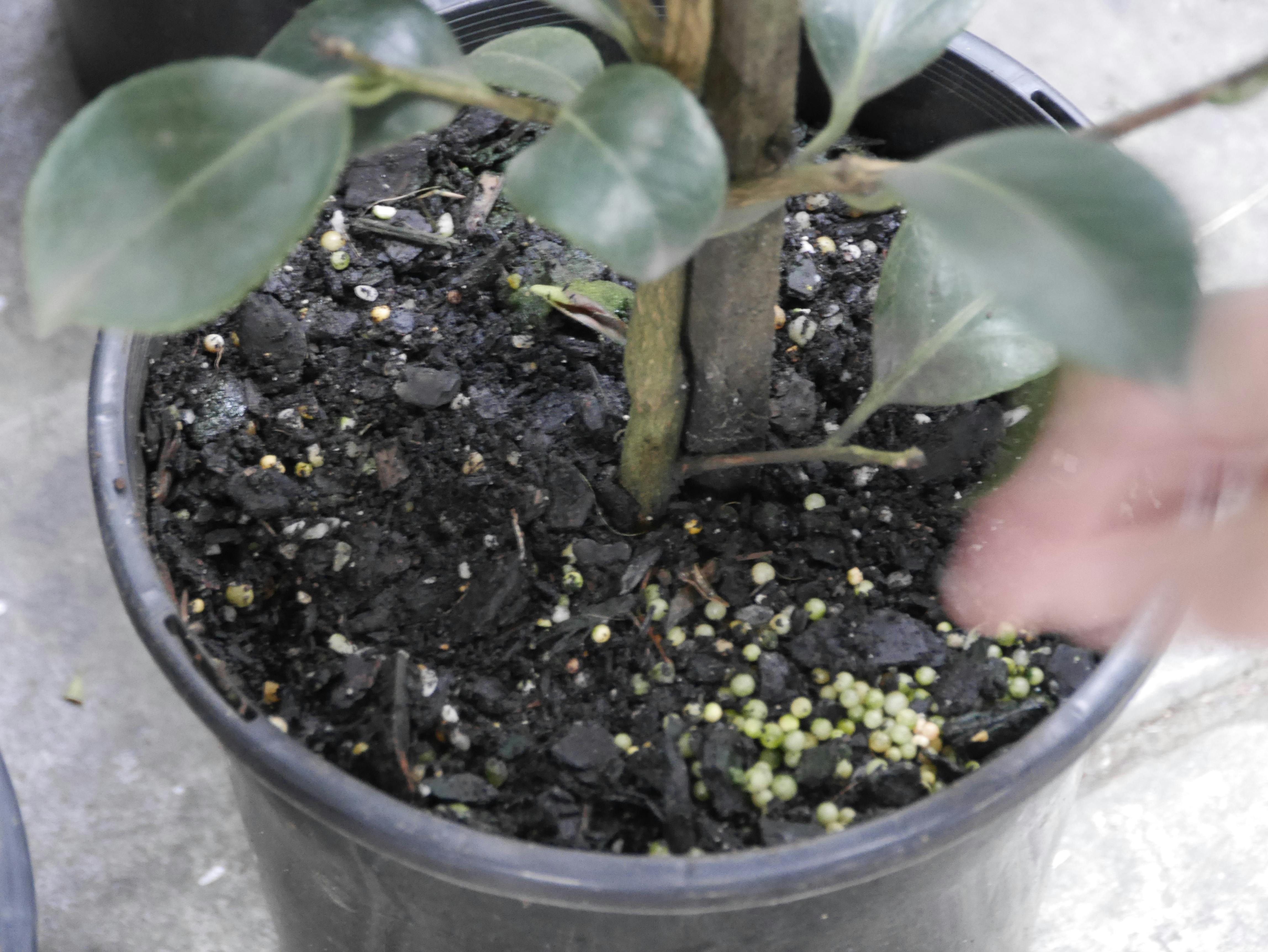 
  Homemade organic garden fertilizer in a wooden bucket with gardening tools