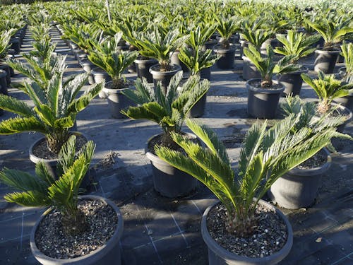 Free stock photo of nuursery, palm trees, potting plants Stock Photo