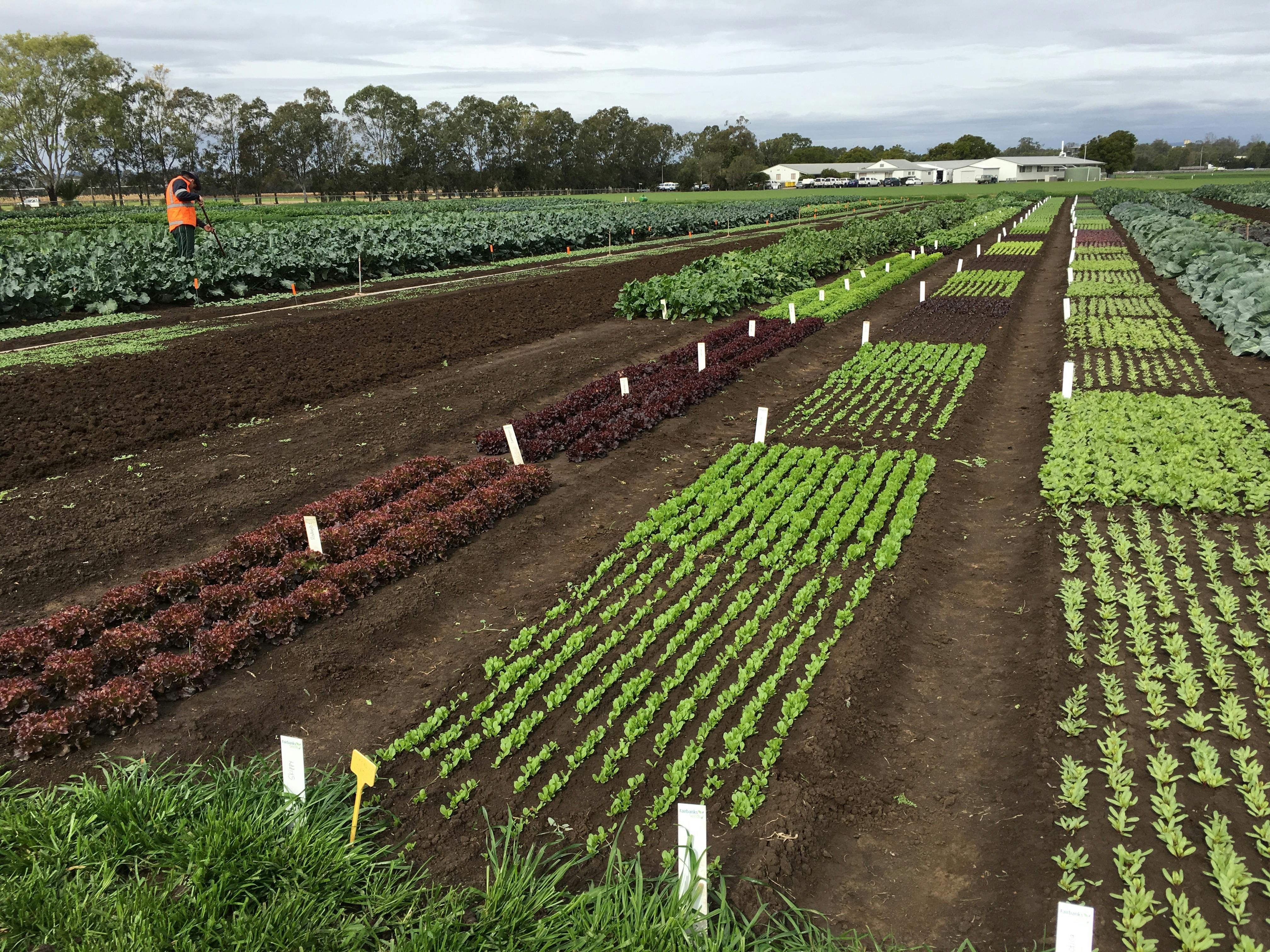 Free stock photo of black pepper, farming, plantation