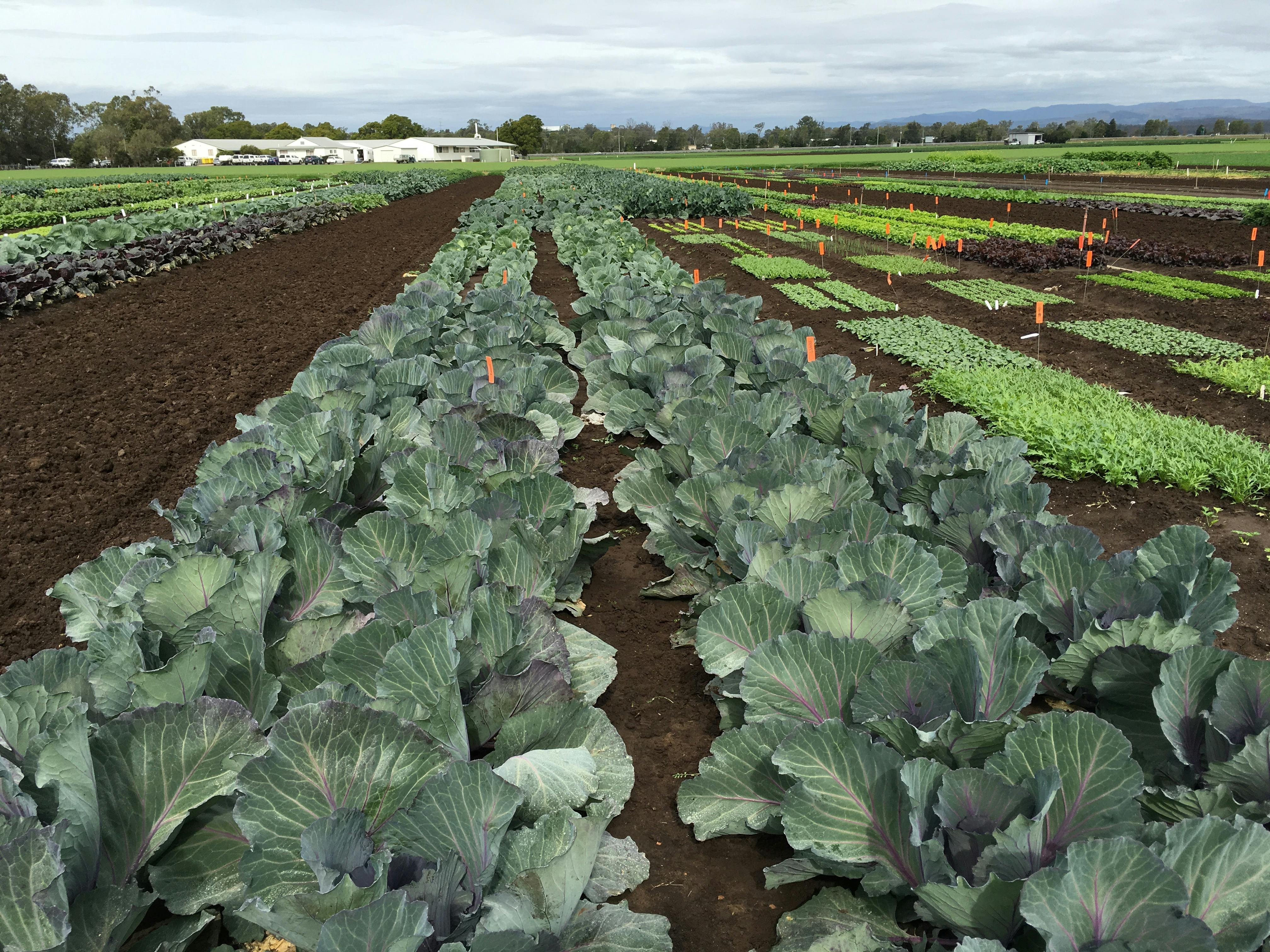 Free stock photo of black pepper, farming, plantation