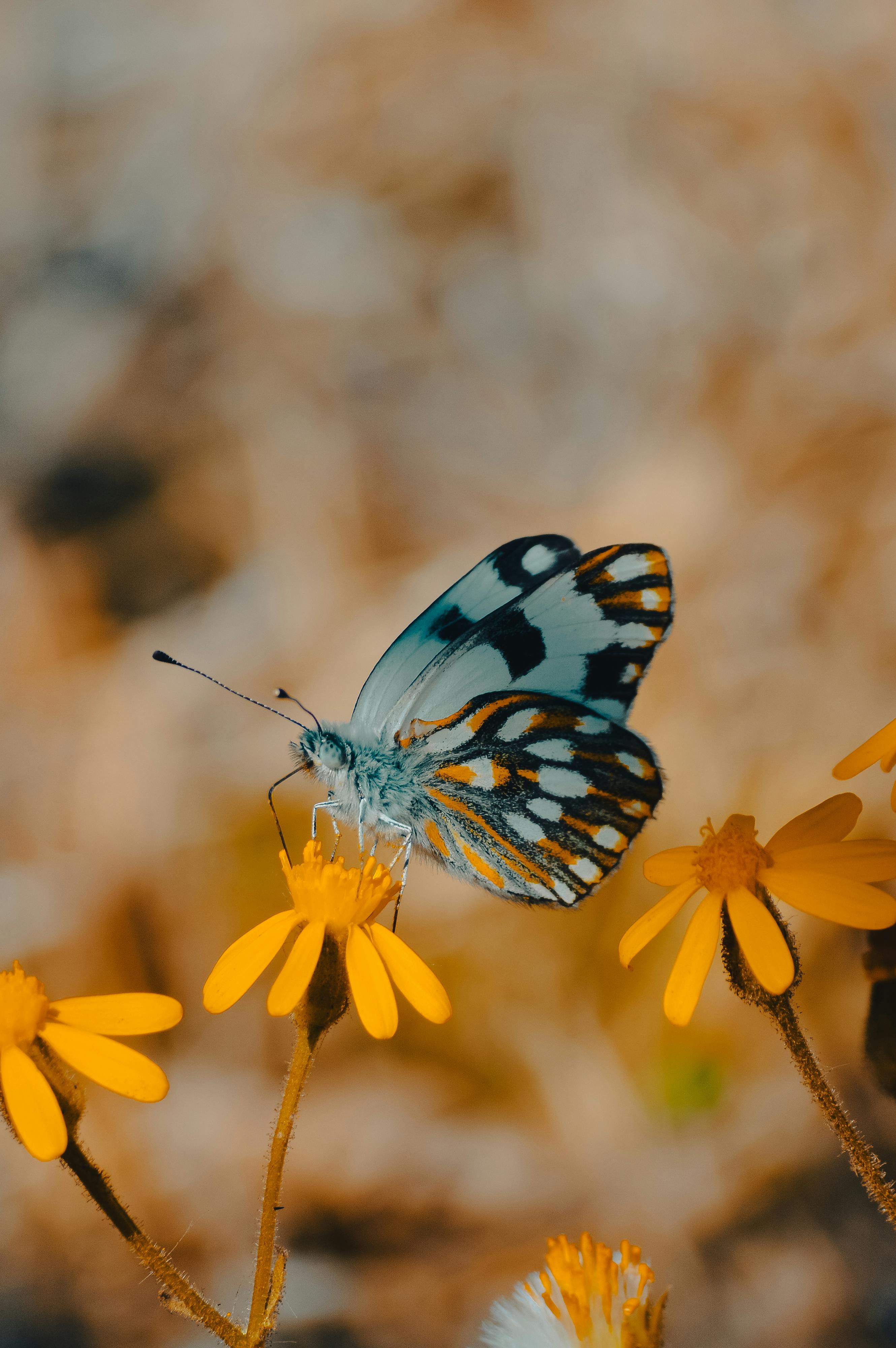 Close-up of a Belenois Java butterfly pollinating vibrant yellow blooms outdoors.