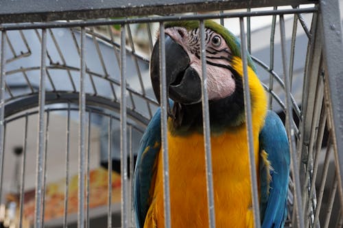 Close-Up Shot of a Macaw in a Cage