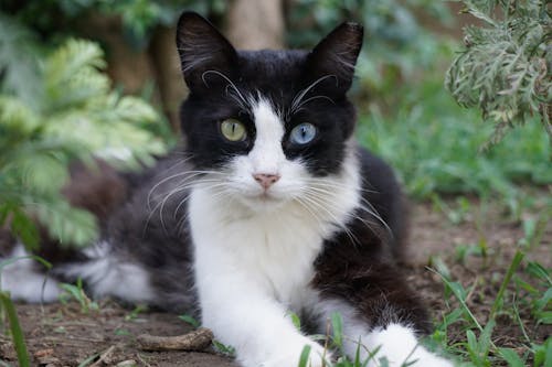 Cat Lying on the Ground