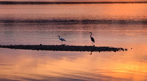 Бесплатное стоковое фото с вода, дикая природа, дикий