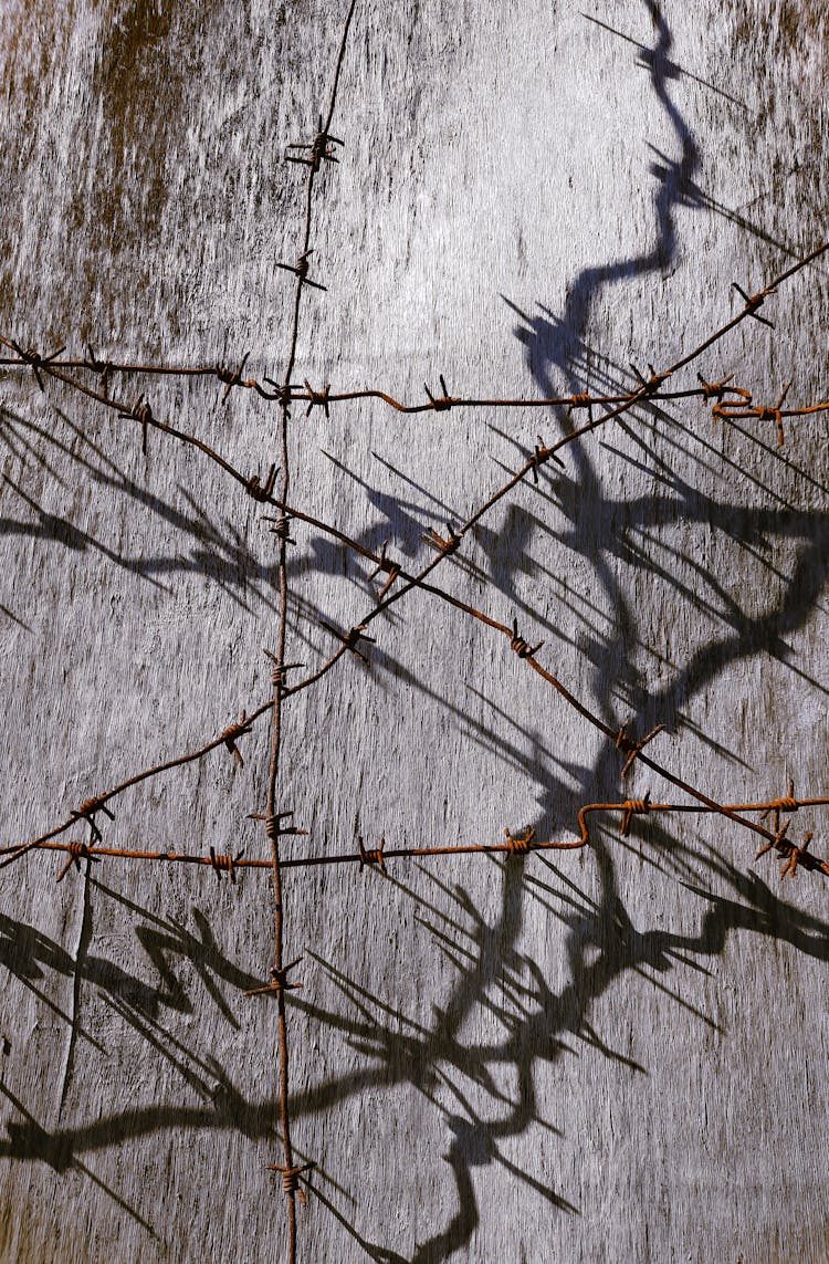 Barbed Wire Over Sunlit Surface