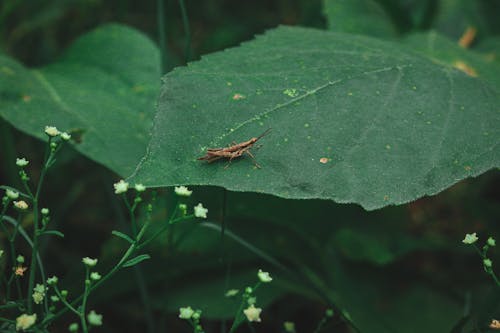 Kostnadsfri bild av blad, insekt, insektsfotografering