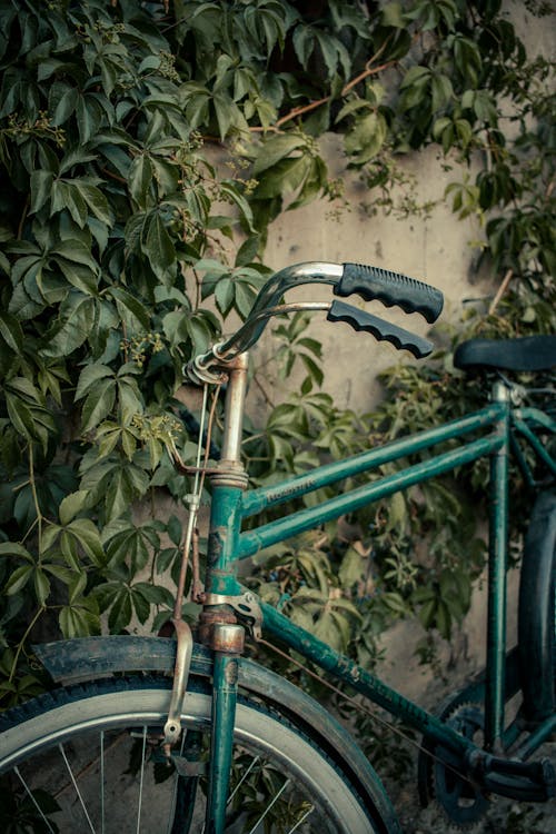 Gratuit Photos gratuites de bicyclette, plantes grimpantes, rétro Photos