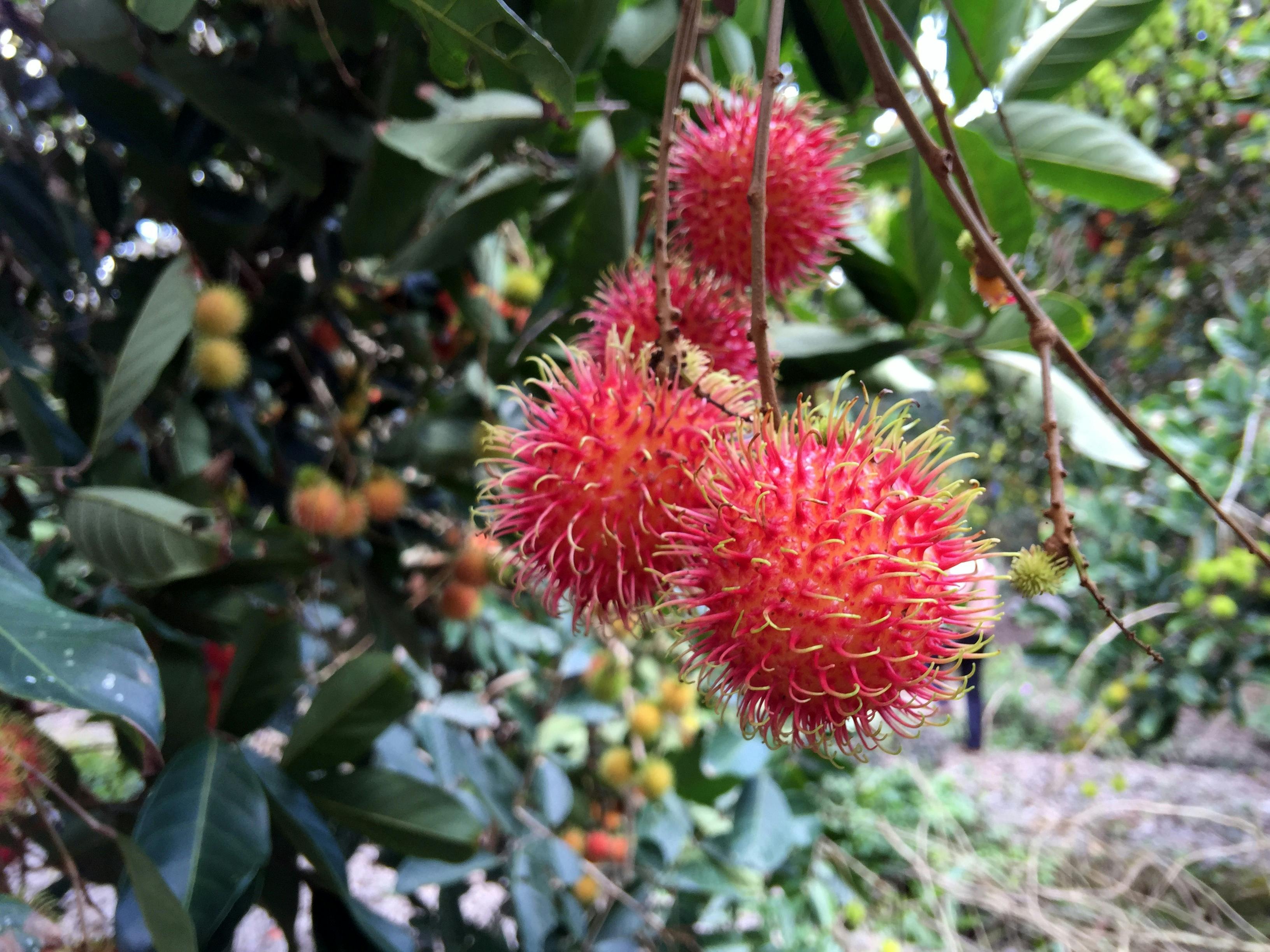  Download Gambar Buah Rambutan  Downloadjpg