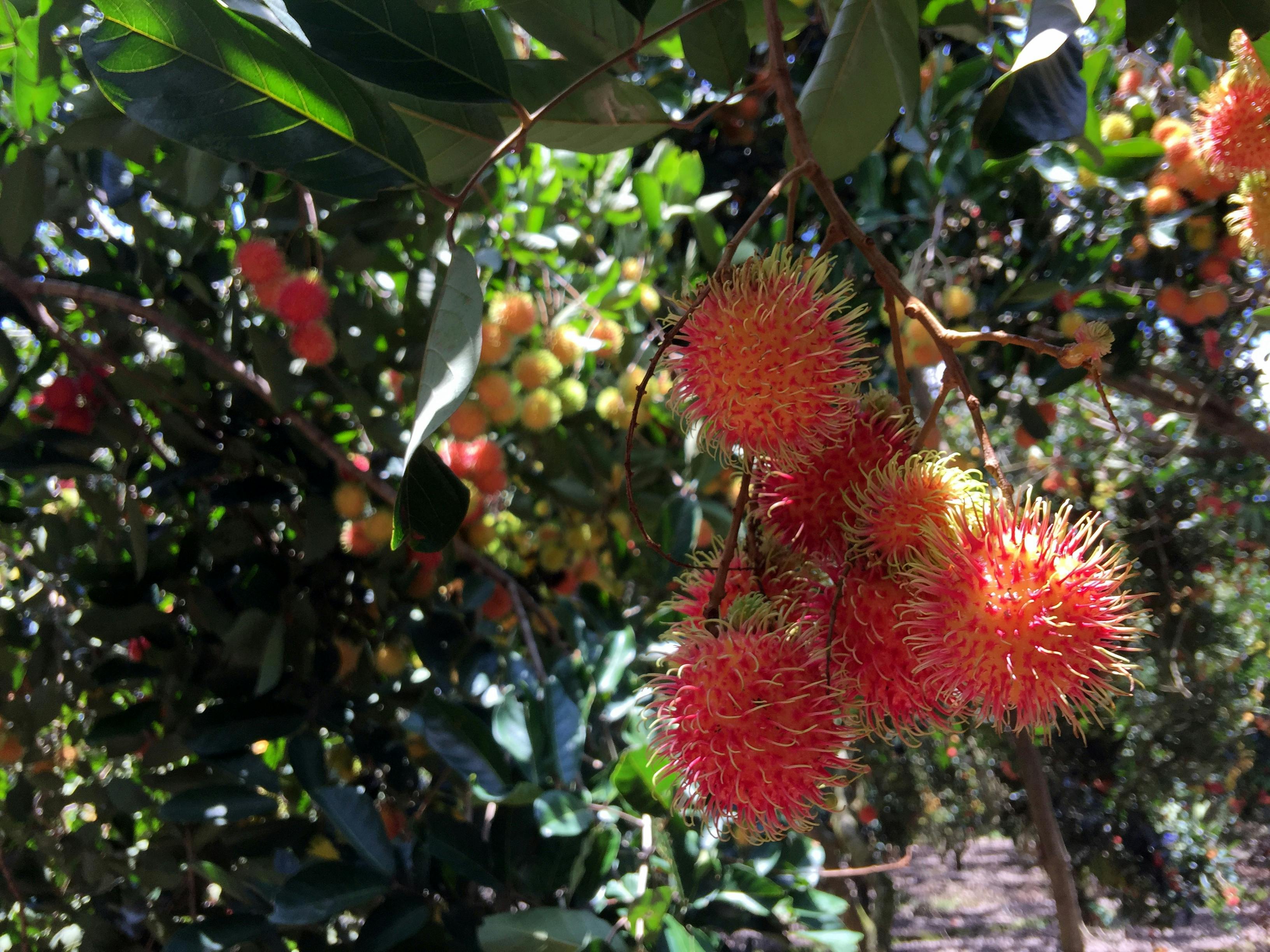 Download Gambar Buah Rambutan Downloadjpg