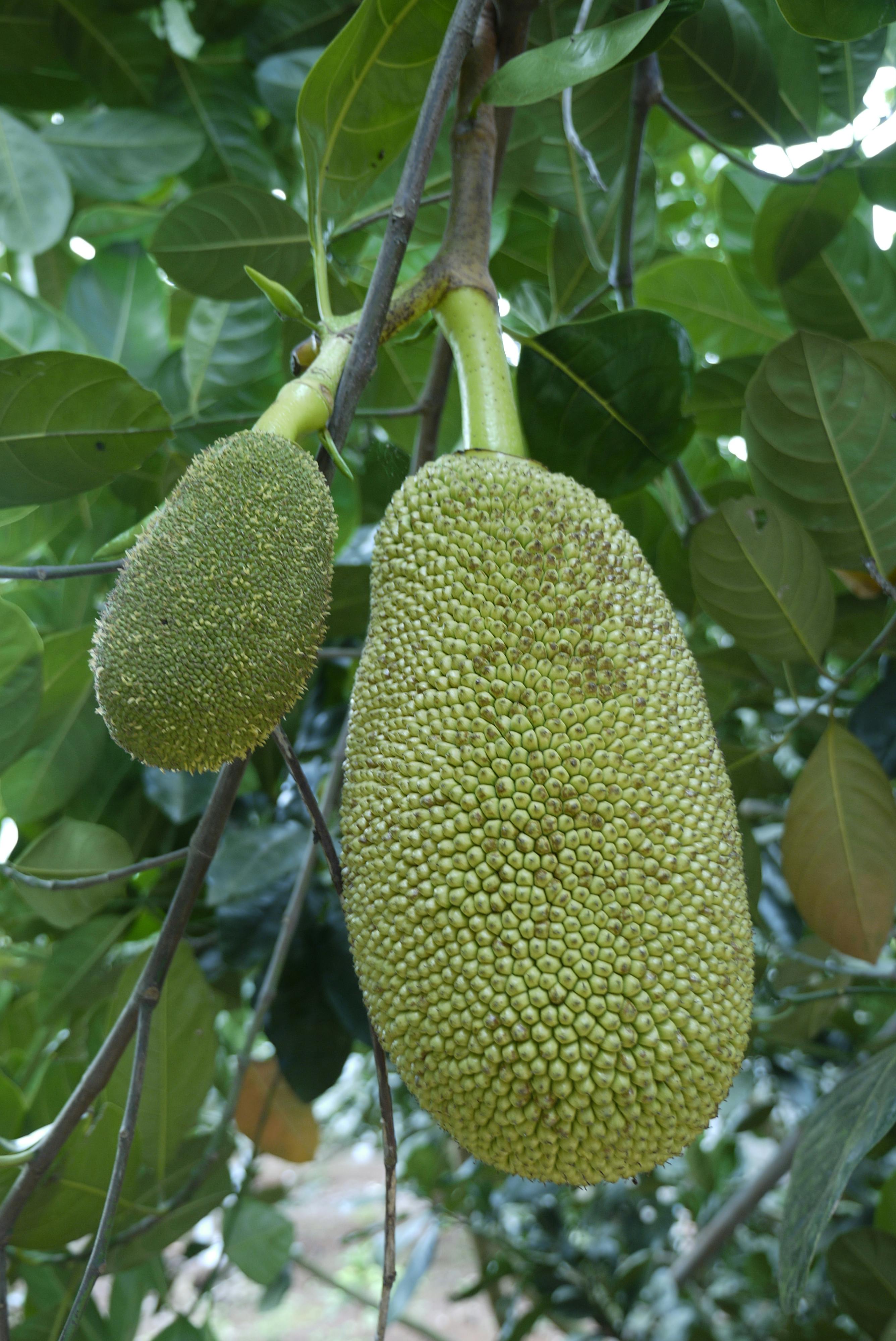 Free stock photo of agriculture, farming, jack fruit