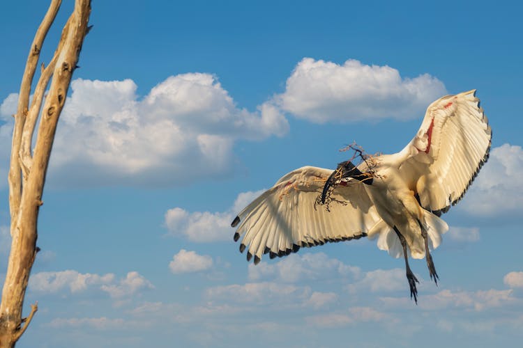 Ibis Bird Flying In Blue Sky