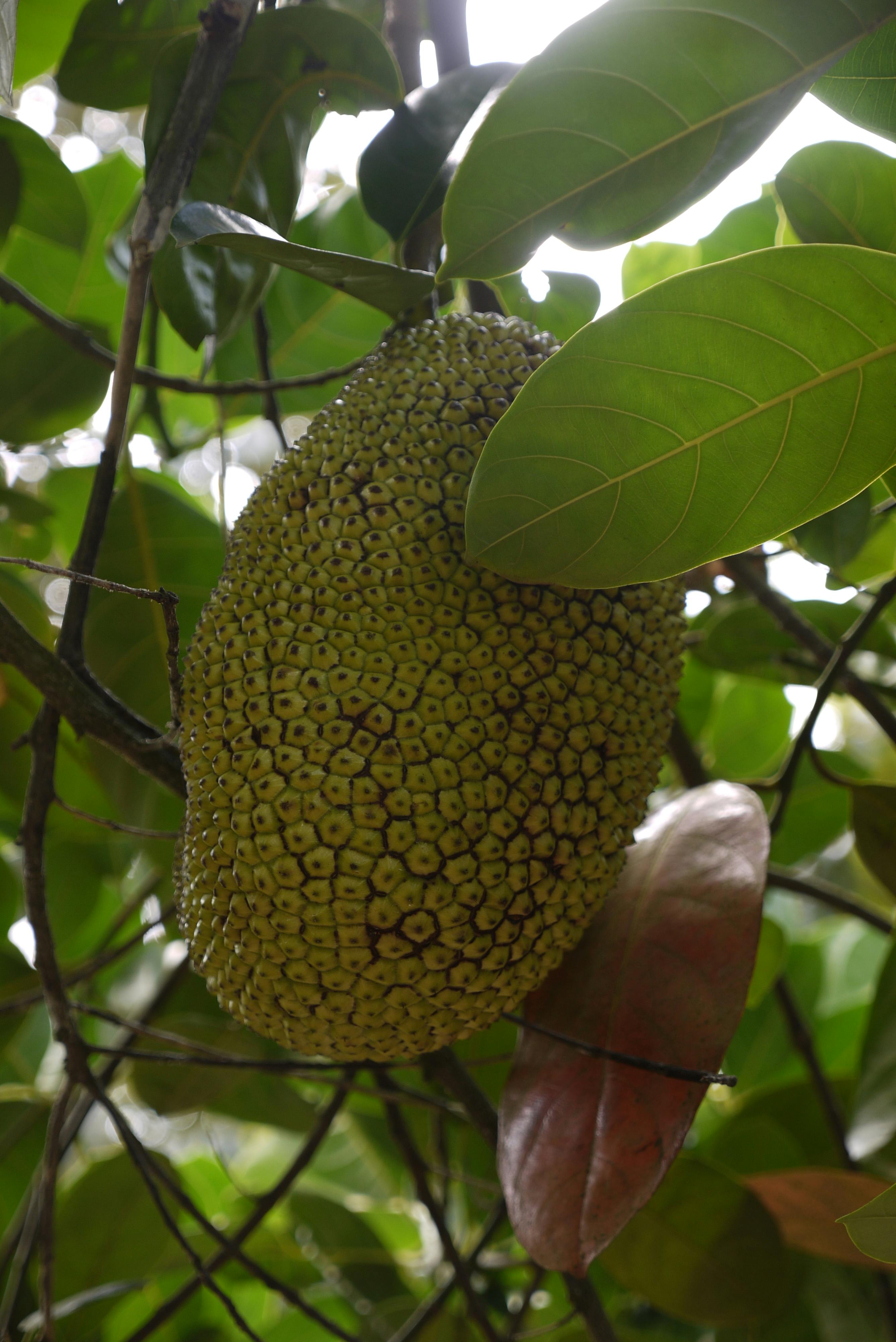 Free stock photo of agriculture, farming, jack fruit