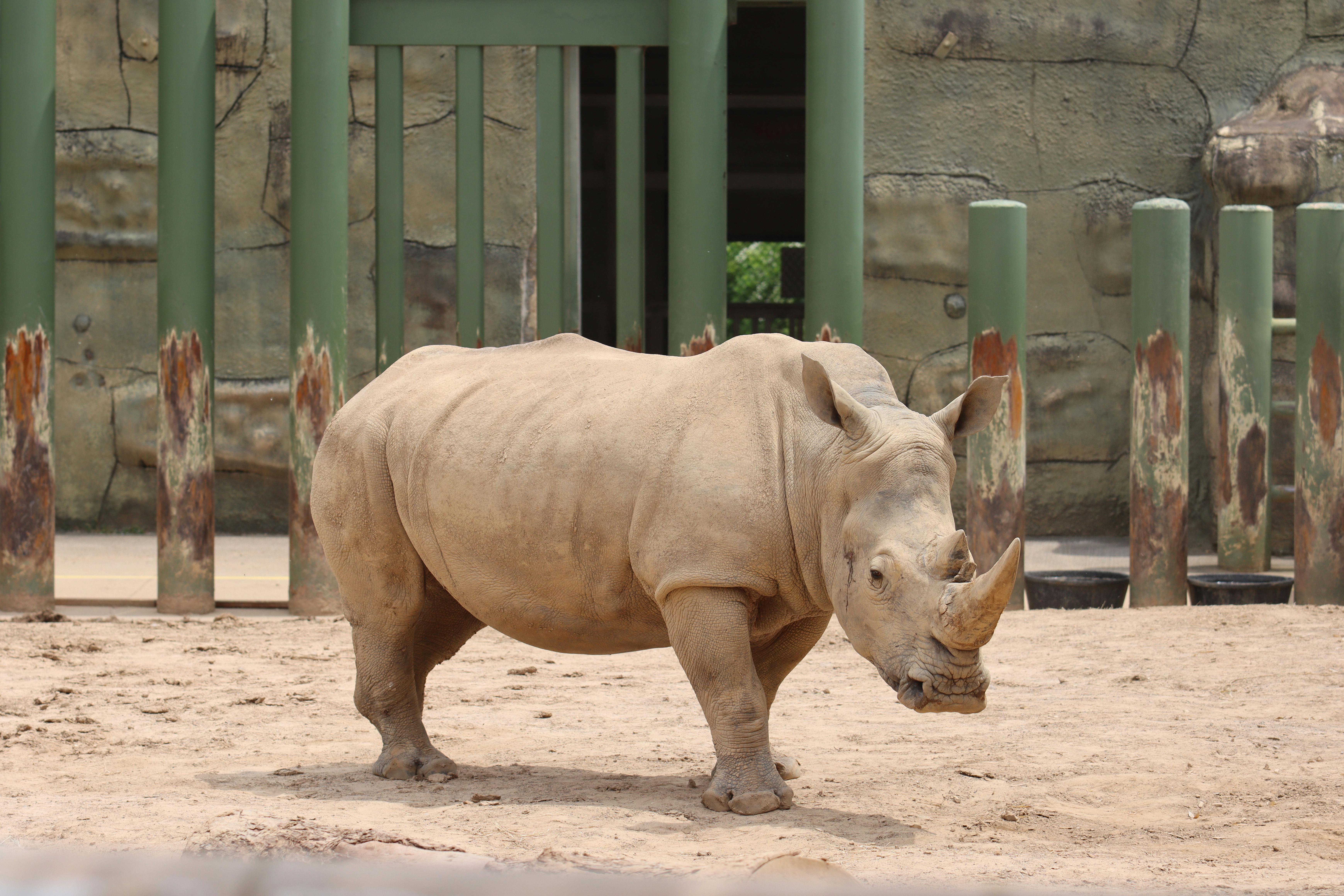 grátis Foto profissional grátis de África, ameaçado, animais selvagens Foto profissional