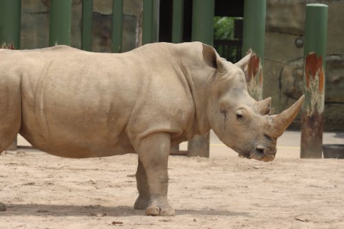 Free Close-Up Shot of a Rhino  Stock Photo