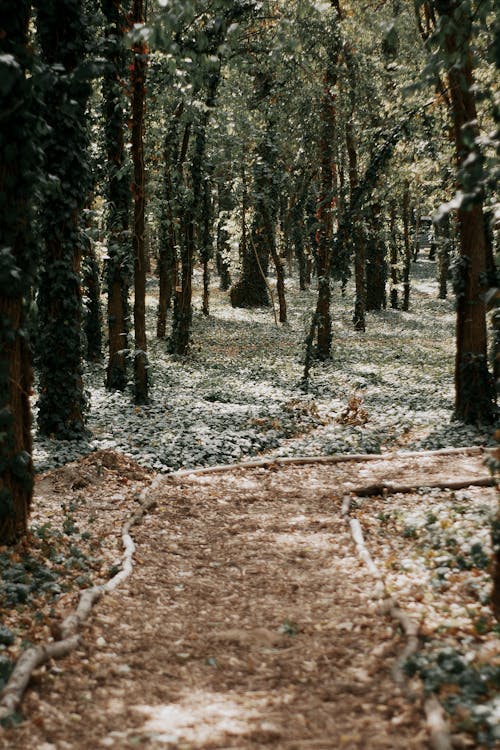 Immagine gratuita di alberi, ambiente, foresta