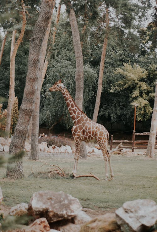 Giraffe on the Field
