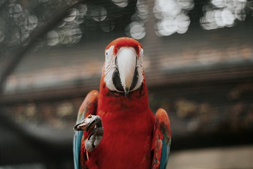 Close-Up Shot of a Red Macaw