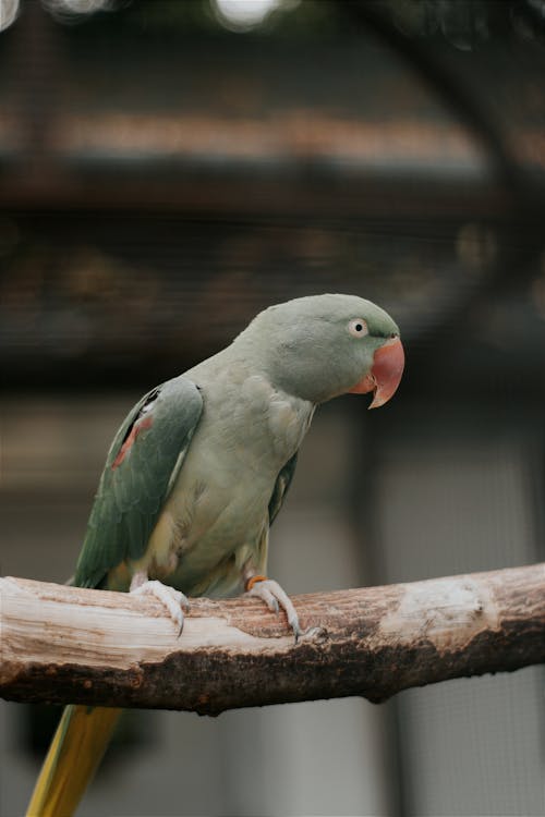 Close-Up Shot of a Parrot Perched on a Tree Branch