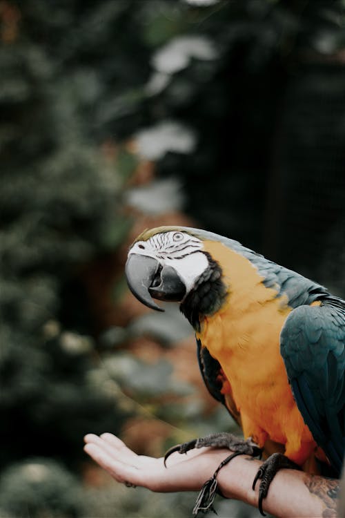 Close-Up Shot of a Parrot Perched on a Tree Branch