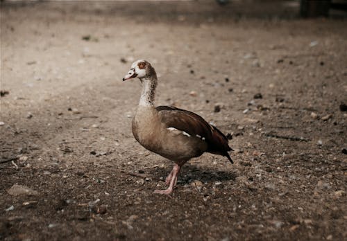 Photo of a Brown Goose
