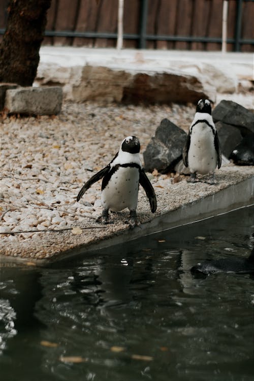 Immagine gratuita di animali, pinguini, rocce