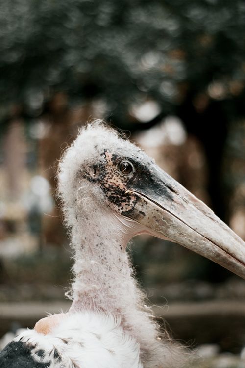 Free A detailed close-up of a stork's head highlighting its unique features in a natural outdoor setting. Stock Photo