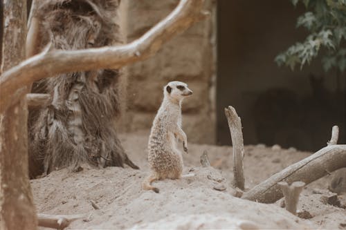 Free A Meerkat on the Field Stock Photo
