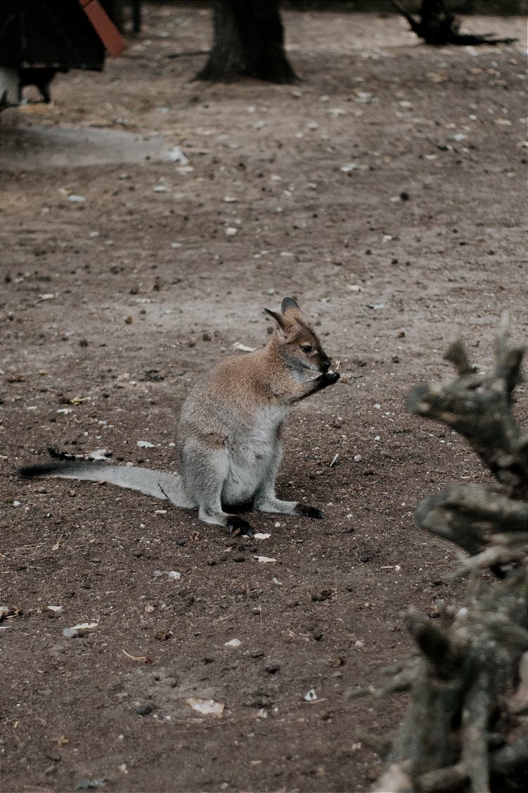 Cute Kangaroo While Eating