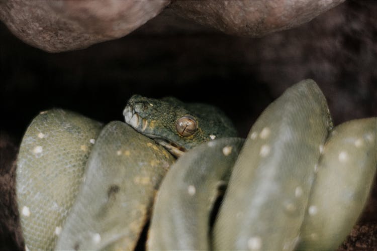 Green Snake In Close Up Photography