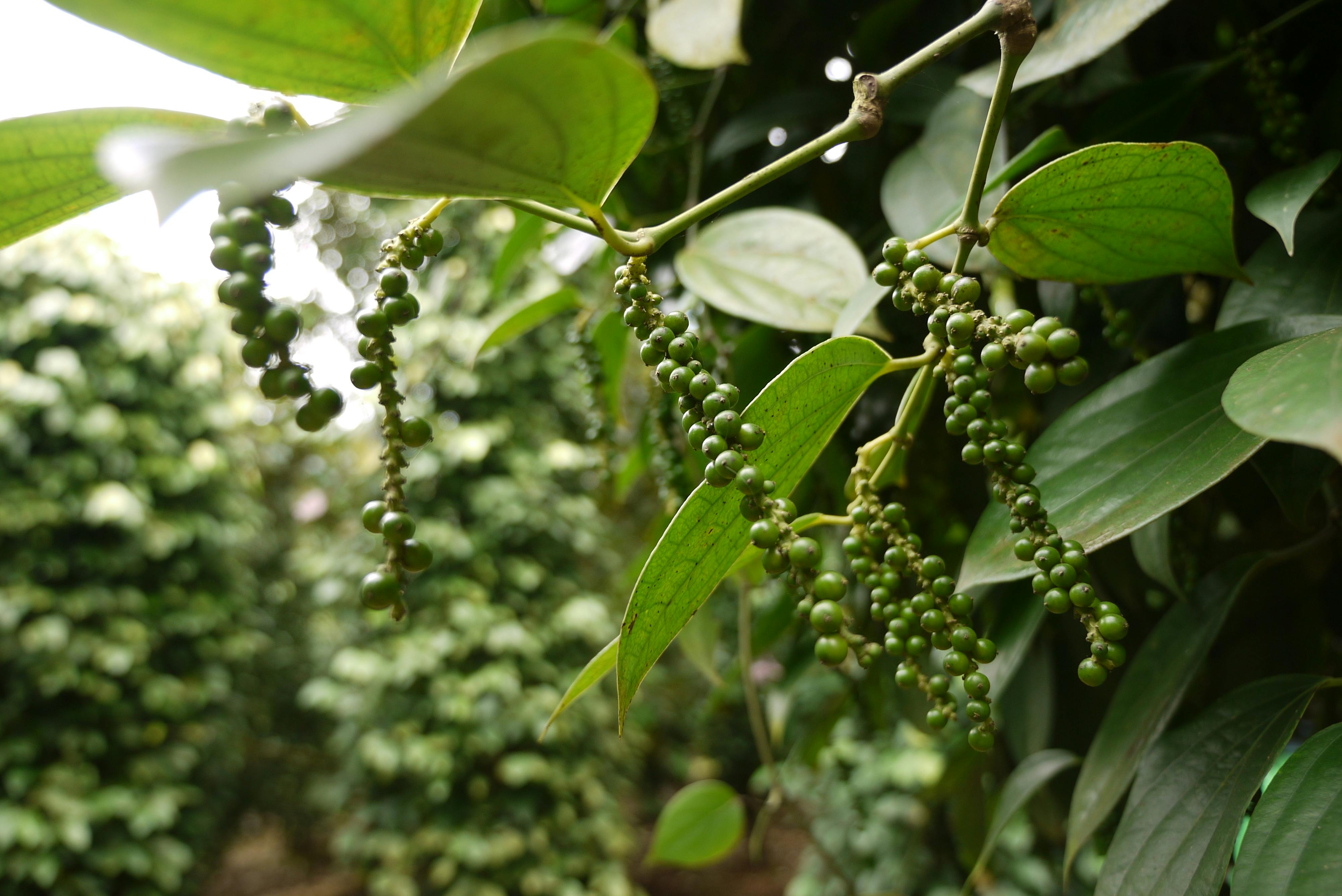 Free stock photo of black pepper, farming, plantation