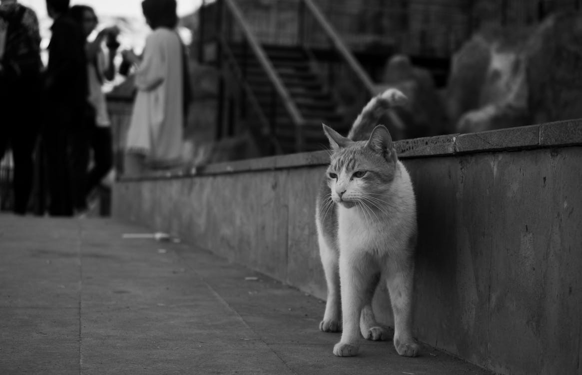 Grayscale Photo Of A Stray Cat Free Stock Photo grayscale-photo-of-a-stray-cat-free-stock-photo