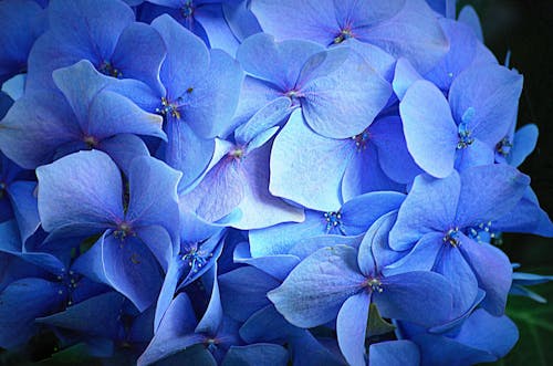 Free stock photo of argentina, blue, flowers Stock Photo