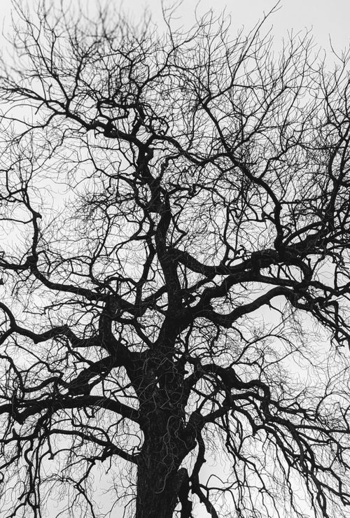 Free Moody grayscale image featuring the intricate branches of a leafless tree. Stock Photo