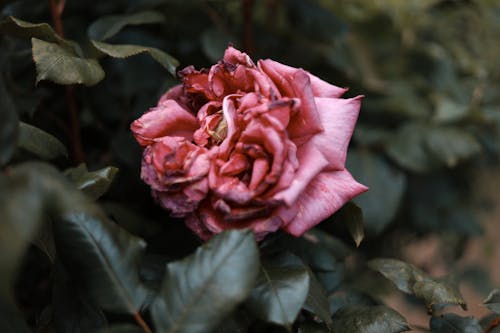 Close Up Photo of a Rose in Full Bloom