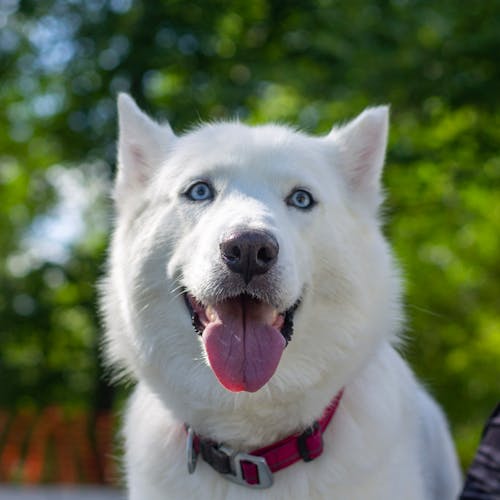 Gratis stockfoto met aanbiddelijk, beest, canidae