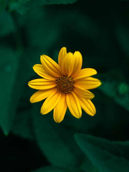 Gratis lagerfoto af blomst, blomstrende, flora