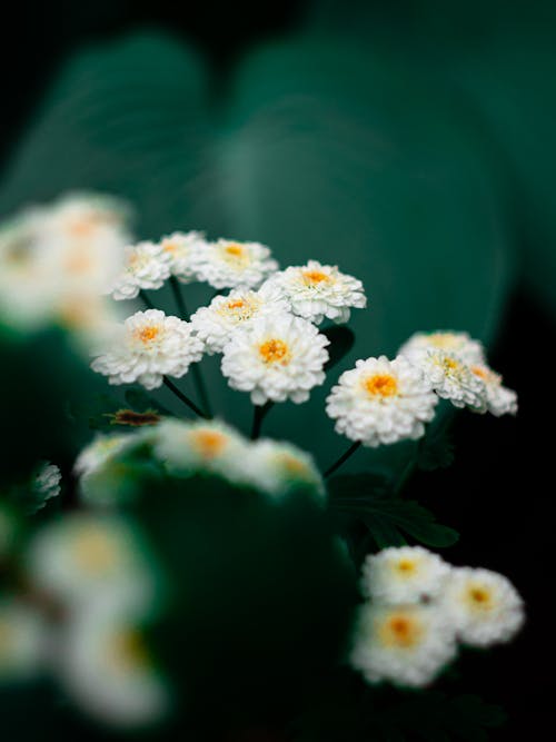 Gratis lagerfoto af blade, blomsterfotografering, blomstrende