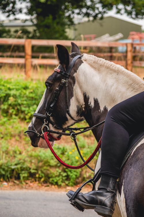 Free Close-up of a rider on a black and white horse outdoors, highlighting equestrian details. Stock Photo