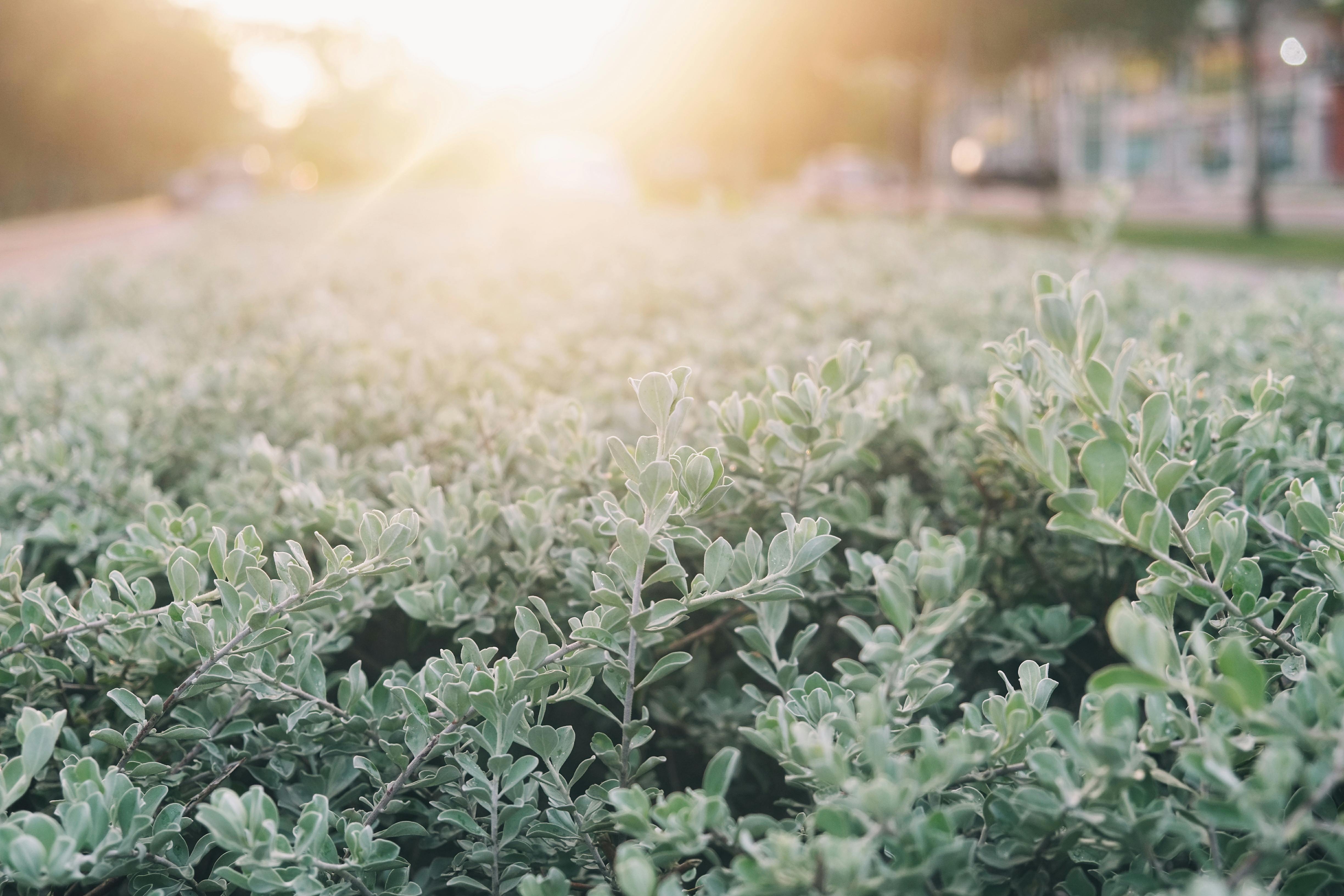 green plant during daytime